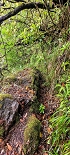 Plants: image 84 Of 208 Thumb